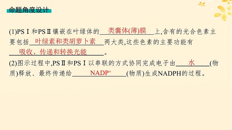 备战2025届新高考生物一轮总复习第3单元细胞的代谢情境突破课3光系统及电子传递链二氧化碳固定途径光呼吸课件第6页