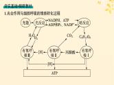 备战2025届新高考生物一轮总复习第3单元细胞的代谢第15讲光合作用细胞呼吸的联系与综合运用课件