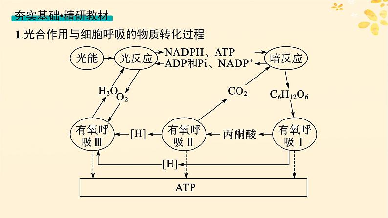 备战2025届新高考生物一轮总复习第3单元细胞的代谢第15讲光合作用细胞呼吸的联系与综合运用课件04