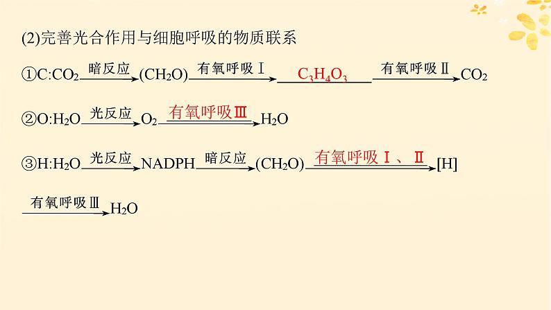 备战2025届新高考生物一轮总复习第3单元细胞的代谢第15讲光合作用细胞呼吸的联系与综合运用课件06