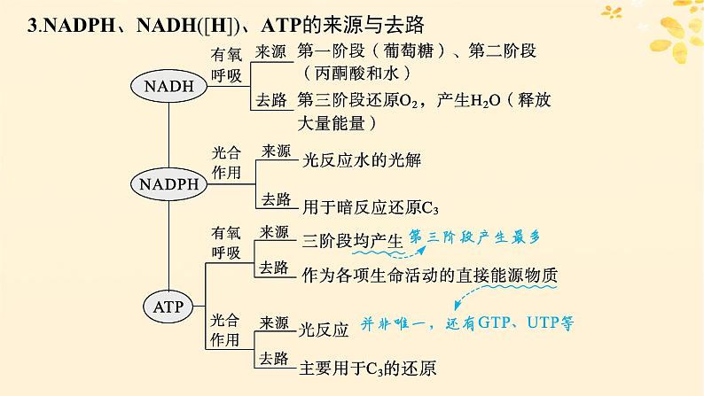 备战2025届新高考生物一轮总复习第3单元细胞的代谢第15讲光合作用细胞呼吸的联系与综合运用课件08