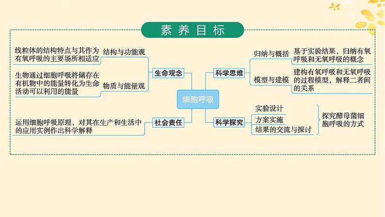 备战2025届新高考生物一轮总复习第3单元细胞的代谢第12讲细胞呼吸课件第2页