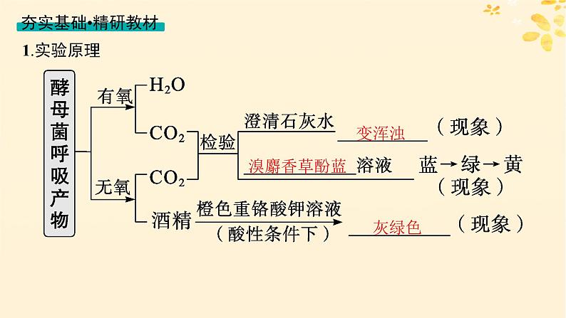 备战2025届新高考生物一轮总复习第3单元细胞的代谢第12讲细胞呼吸课件第4页