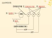 备战2025届新高考生物一轮总复习第3单元细胞的代谢第11讲细胞的能量“货币”ATP课件