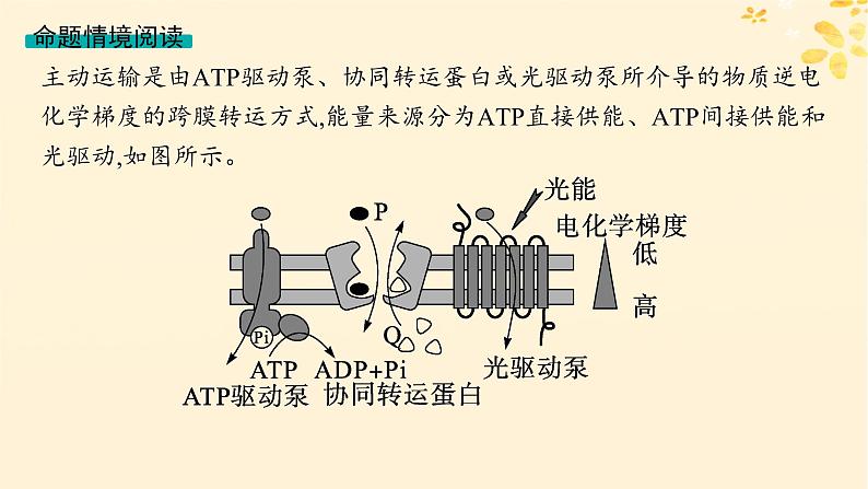 备战2025届新高考生物一轮总复习第2单元细胞的基本结构及物质运输情境突破课2主动运输过程中能量的三个来源课件第2页