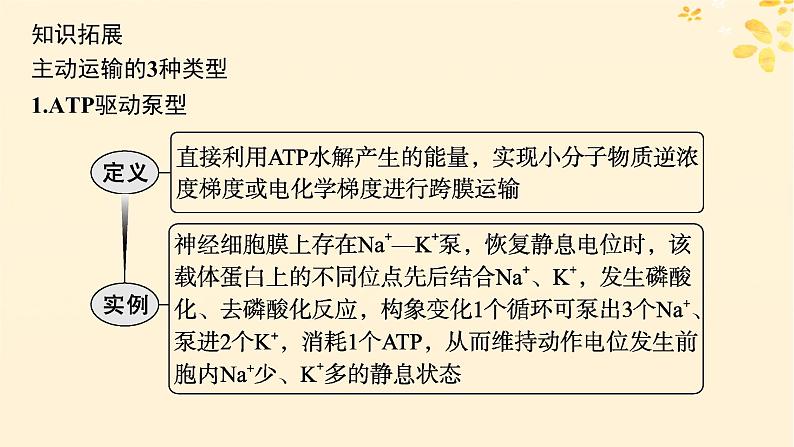 备战2025届新高考生物一轮总复习第2单元细胞的基本结构及物质运输情境突破课2主动运输过程中能量的三个来源课件第4页