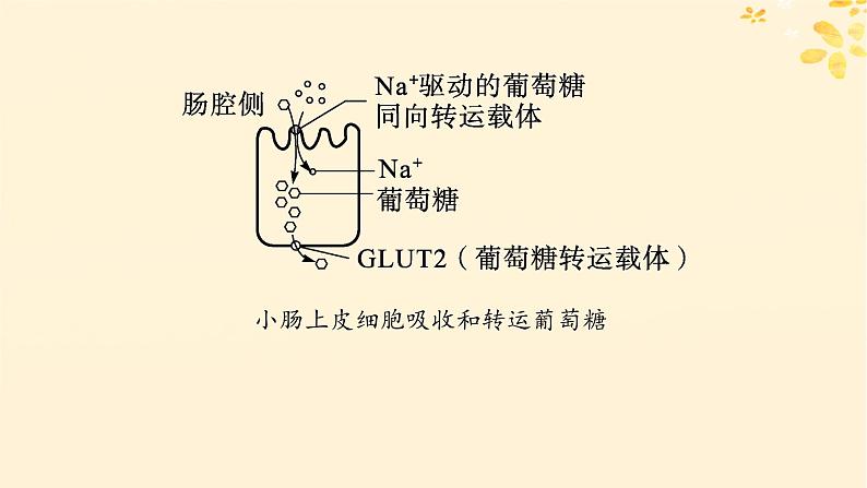 备战2025届新高考生物一轮总复习第2单元细胞的基本结构及物质运输情境突破课2主动运输过程中能量的三个来源课件第6页