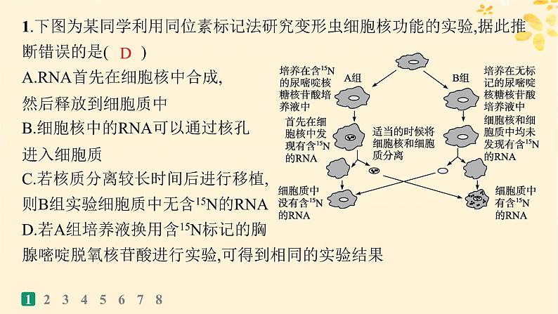 备战2025届新高考生物一轮总复习第2单元细胞的基本结构及物质运输课时规范练7细胞核与细胞结构的统一性课件第3页