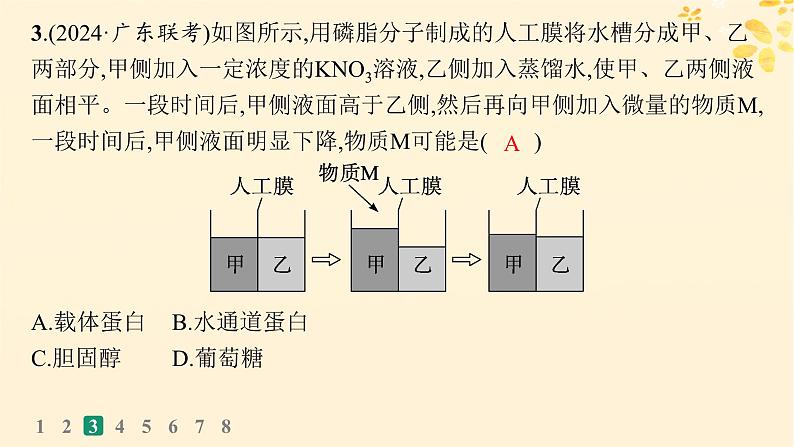 备战2025届新高考生物一轮总复习第2单元细胞的基本结构及物质运输课时规范练8水进出细胞的原理课件07