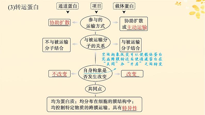 备战2025届新高考生物一轮总复习第2单元细胞的基本结构及物质运输第9讲物质出入细胞的方式及影响因素课件07