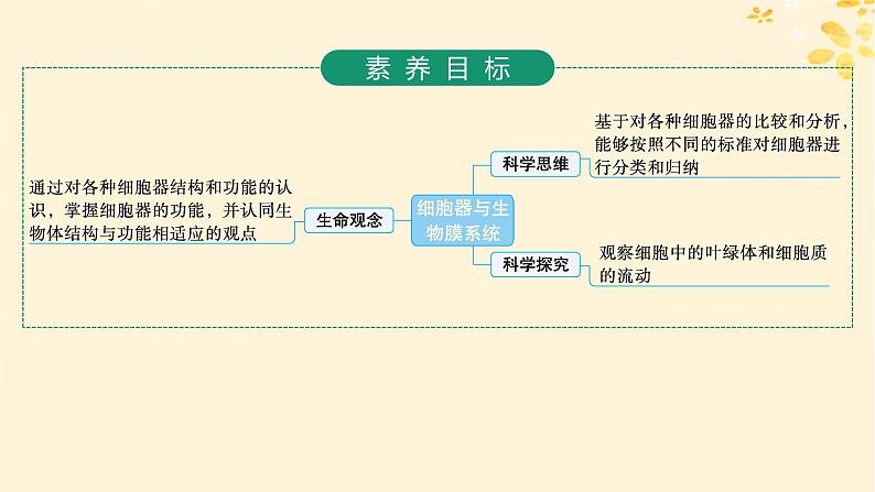 备战2025届新高考生物一轮总复习第2单元细胞的基本结构及物质运输第6讲细胞器与生物膜系统课件02