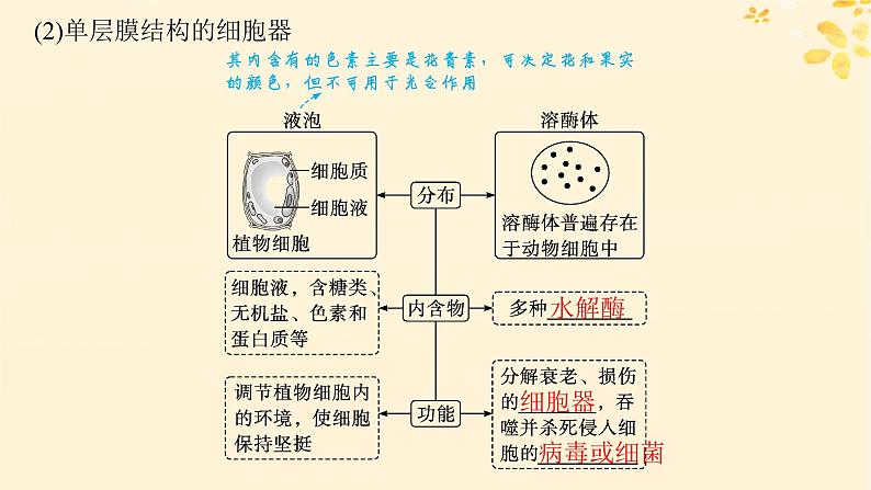 备战2025届新高考生物一轮总复习第2单元细胞的基本结构及物质运输第6讲细胞器与生物膜系统课件07