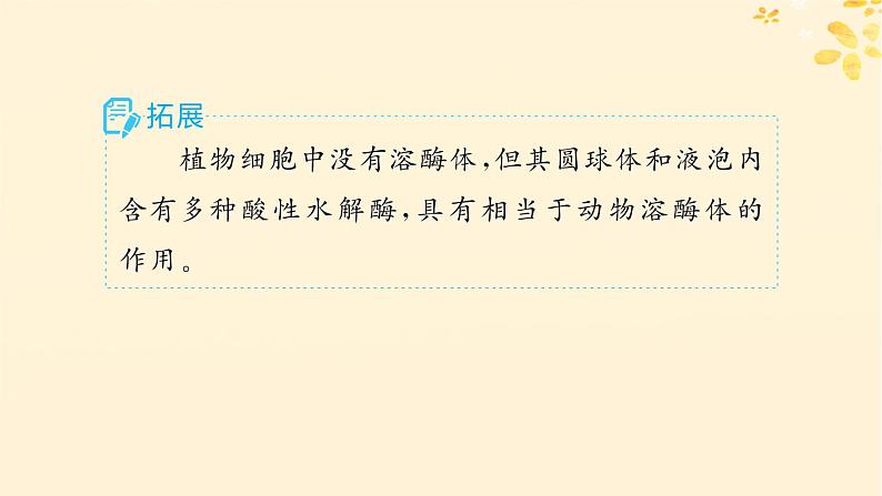 备战2025届新高考生物一轮总复习第2单元细胞的基本结构及物质运输第6讲细胞器与生物膜系统课件08