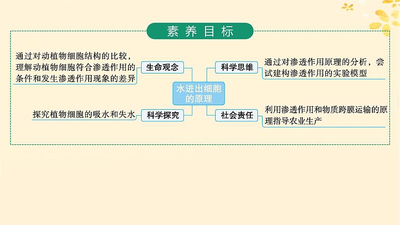 备战2025届新高考生物一轮总复习第2单元细胞的基本结构及物质运输第8讲水进出细胞的原理课件第2页