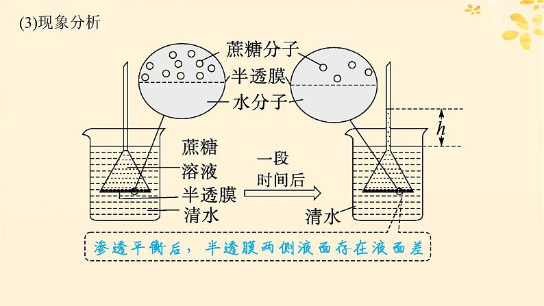 备战2025届新高考生物一轮总复习第2单元细胞的基本结构及物质运输第8讲水进出细胞的原理课件第5页