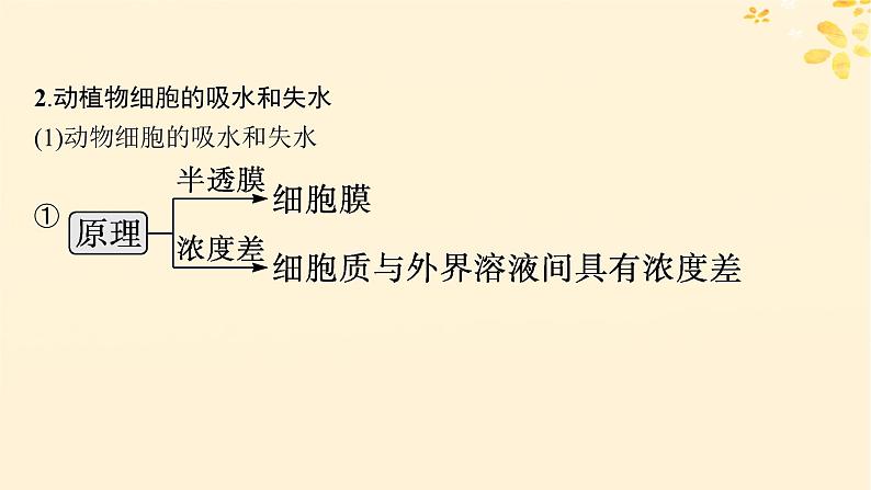 备战2025届新高考生物一轮总复习第2单元细胞的基本结构及物质运输第8讲水进出细胞的原理课件第7页