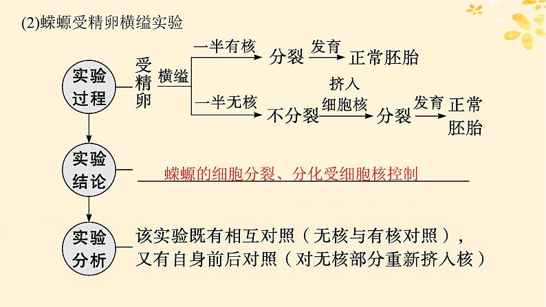 备战2025届新高考生物一轮总复习第2单元细胞的基本结构及物质运输第7讲细胞核与细胞结构的统一性课件04