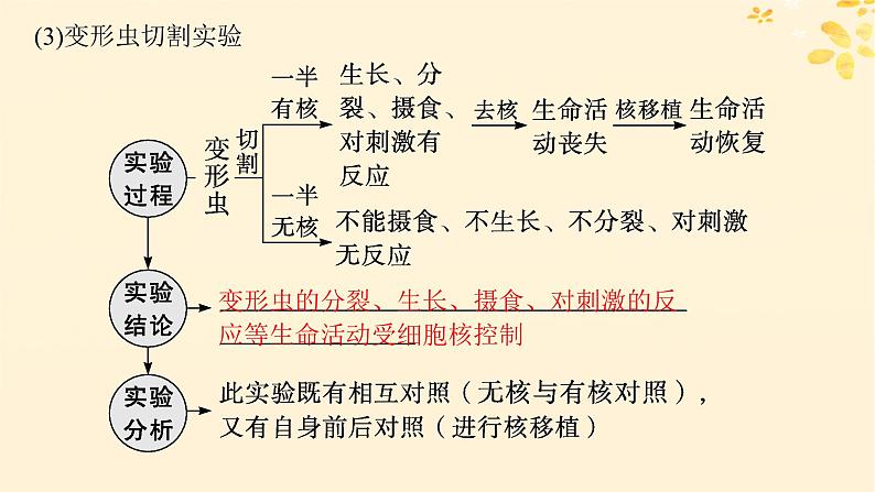 备战2025届新高考生物一轮总复习第2单元细胞的基本结构及物质运输第7讲细胞核与细胞结构的统一性课件05