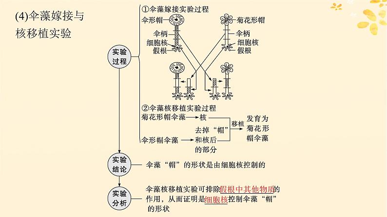 备战2025届新高考生物一轮总复习第2单元细胞的基本结构及物质运输第7讲细胞核与细胞结构的统一性课件06