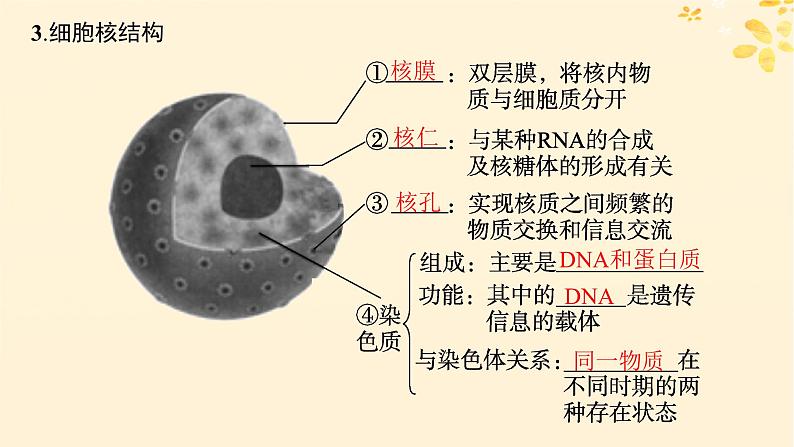 备战2025届新高考生物一轮总复习第2单元细胞的基本结构及物质运输第7讲细胞核与细胞结构的统一性课件08