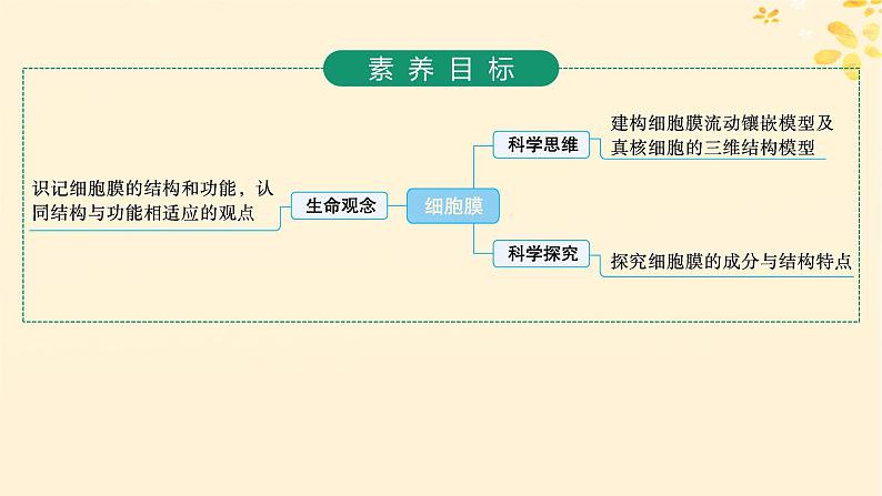 备战2025届新高考生物一轮总复习第2单元细胞的基本结构及物质运输第5讲细胞膜课件第2页