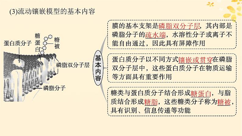 备战2025届新高考生物一轮总复习第2单元细胞的基本结构及物质运输第5讲细胞膜课件第5页