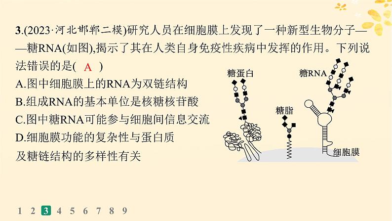 备战2025届新高考生物一轮总复习第1单元细胞的概述细胞的分子组成课时规范练4核酸生物大分子的多样性课件06