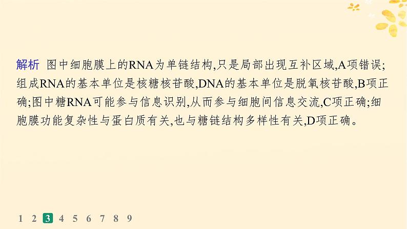 备战2025届新高考生物一轮总复习第1单元细胞的概述细胞的分子组成课时规范练4核酸生物大分子的多样性课件07