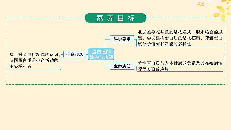 备战2025届新高考生物一轮总复习第1单元细胞的概述细胞的分子组成第3讲蛋白质的结构与功能课件第2页