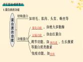 备战2025届新高考生物一轮总复习第1单元细胞的概述细胞的分子组成第3讲蛋白质的结构与功能课件