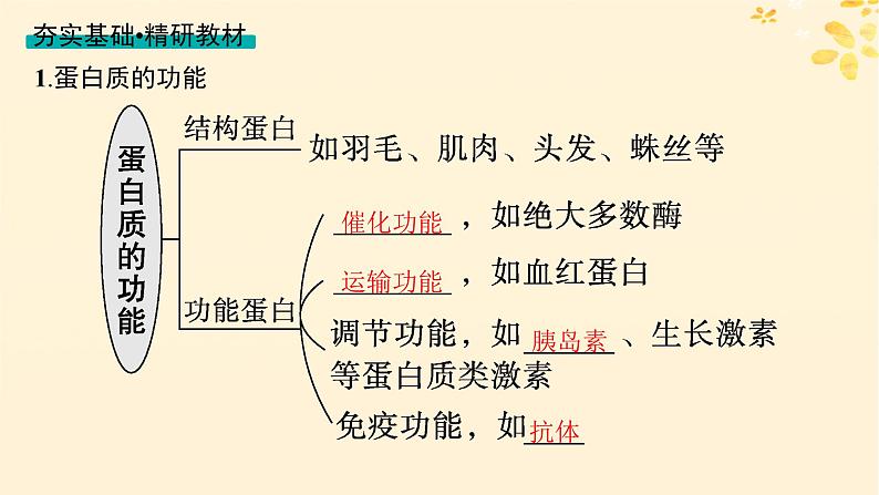 备战2025届新高考生物一轮总复习第1单元细胞的概述细胞的分子组成第3讲蛋白质的结构与功能课件第3页