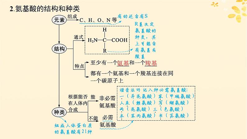 备战2025届新高考生物一轮总复习第1单元细胞的概述细胞的分子组成第3讲蛋白质的结构与功能课件第5页