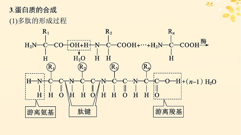 备战2025届新高考生物一轮总复习第1单元细胞的概述细胞的分子组成第3讲蛋白质的结构与功能课件第7页