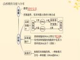 备战2025届新高考生物一轮总复习第1单元细胞的概述细胞的分子组成第4讲核酸生物大分子的多样性课件