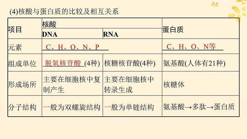 备战2025届新高考生物一轮总复习第1单元细胞的概述细胞的分子组成第4讲核酸生物大分子的多样性课件06