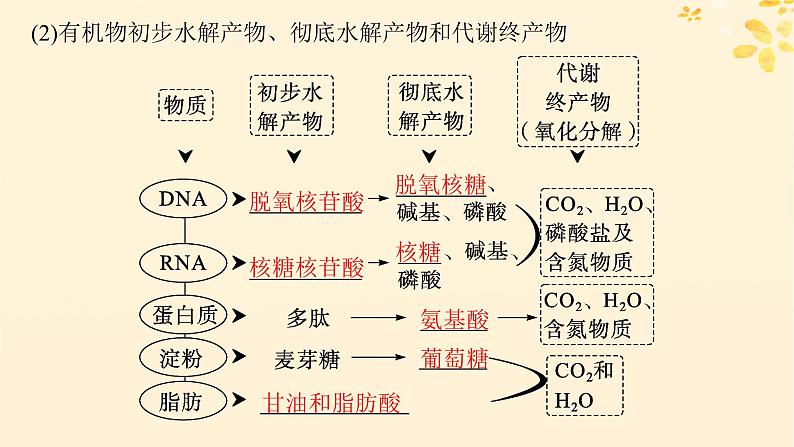 备战2025届新高考生物一轮总复习第1单元细胞的概述细胞的分子组成第4讲核酸生物大分子的多样性课件08