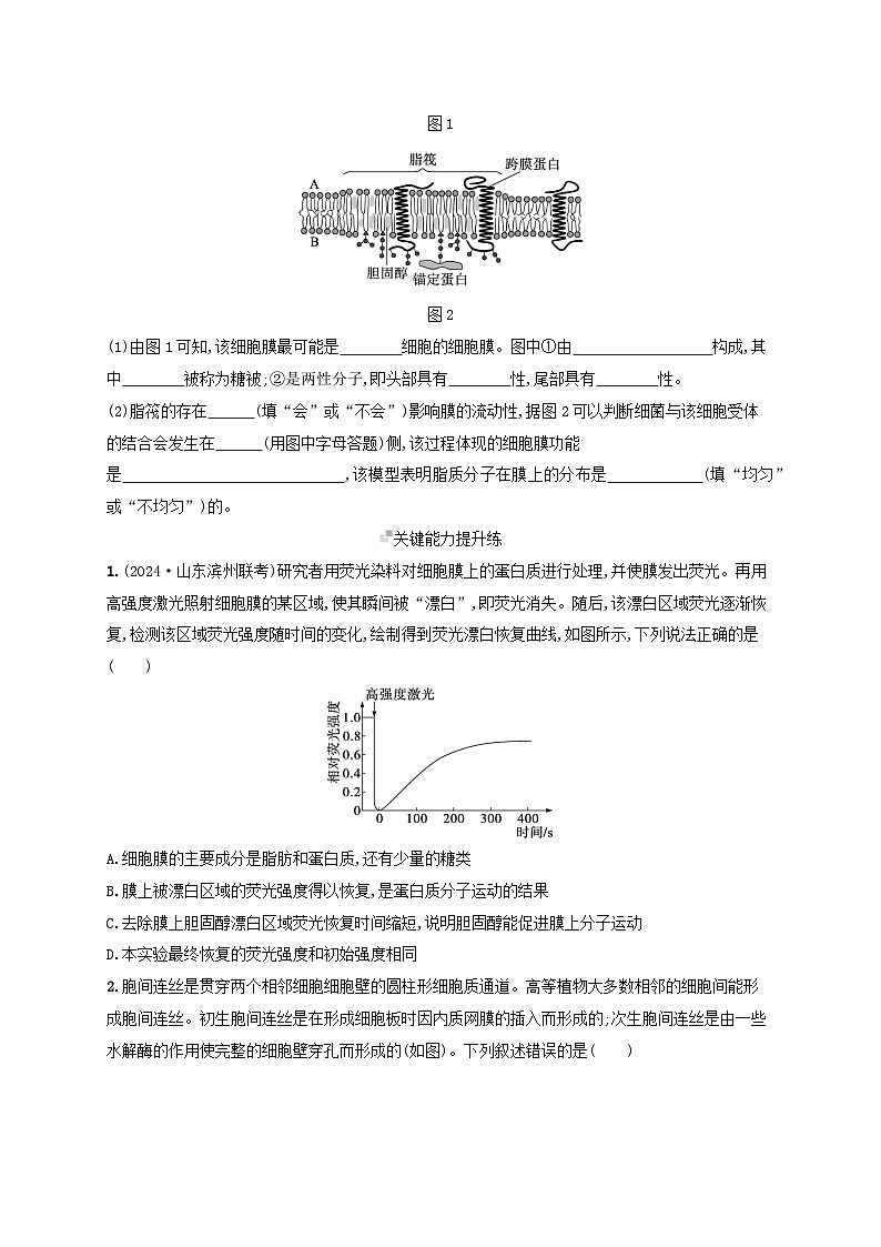 备战2025届高考生物一轮总复习第2单元细胞的基本结构及物质运输课时规范练5细胞膜03