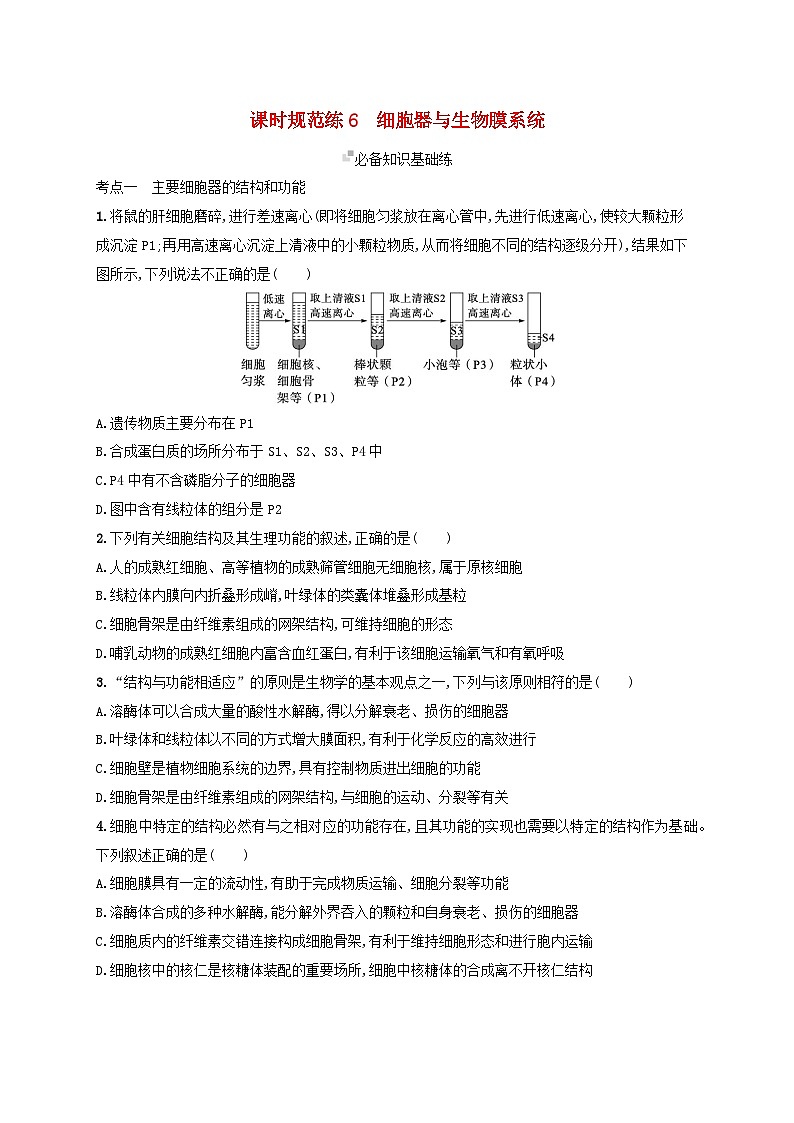 备战2025届高考生物一轮总复习第2单元细胞的基本结构及物质运输课时规范练6细胞器与生物膜系统01
