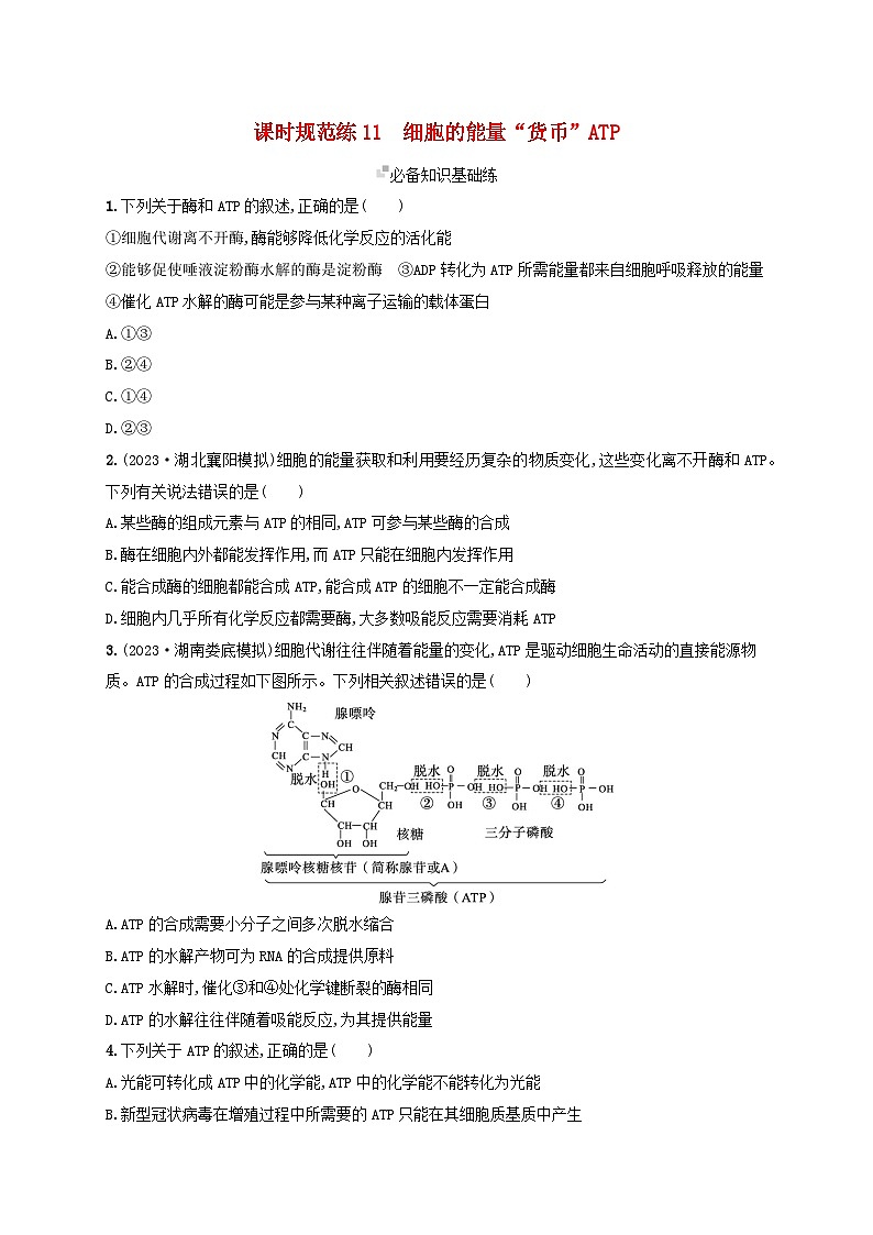 备战2025届高考生物一轮总复习第3单元细胞的代谢课时规范练11细胞的能量“货币”ATP第1页