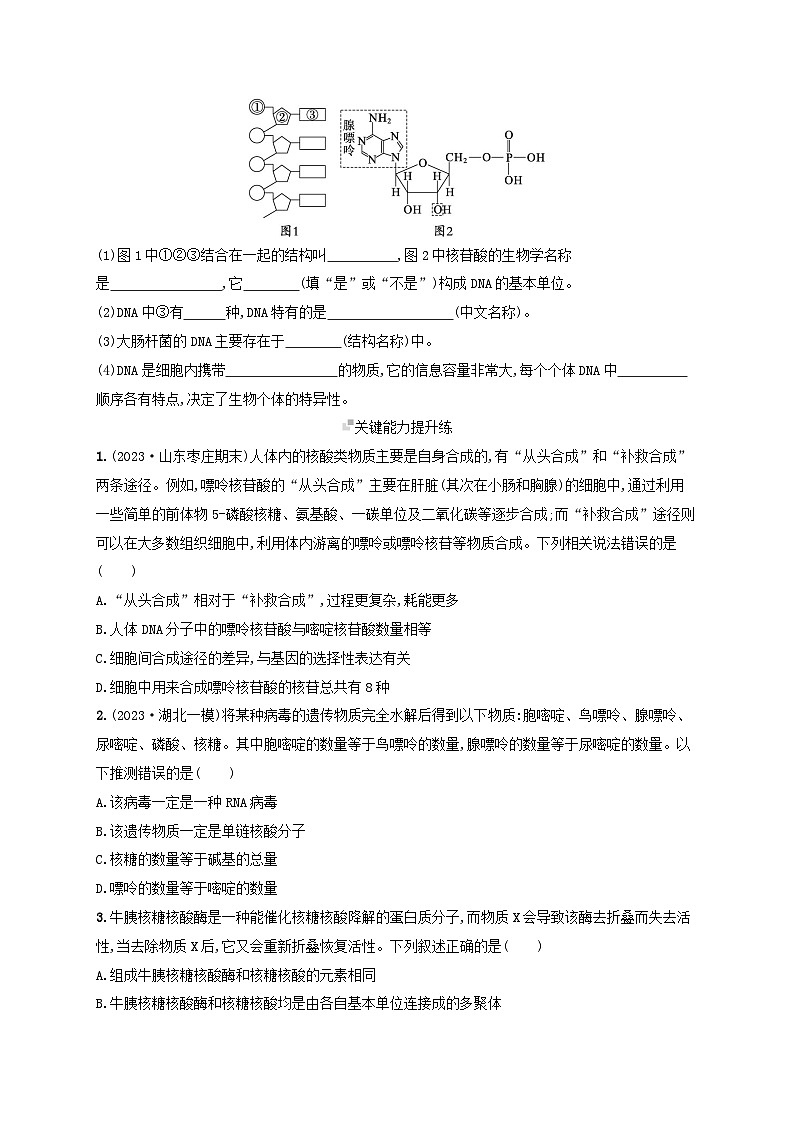 备战2025届高考生物一轮总复习第1单元细胞的概述细胞的分子组成课时规范练4核酸生物大分子的多样性03