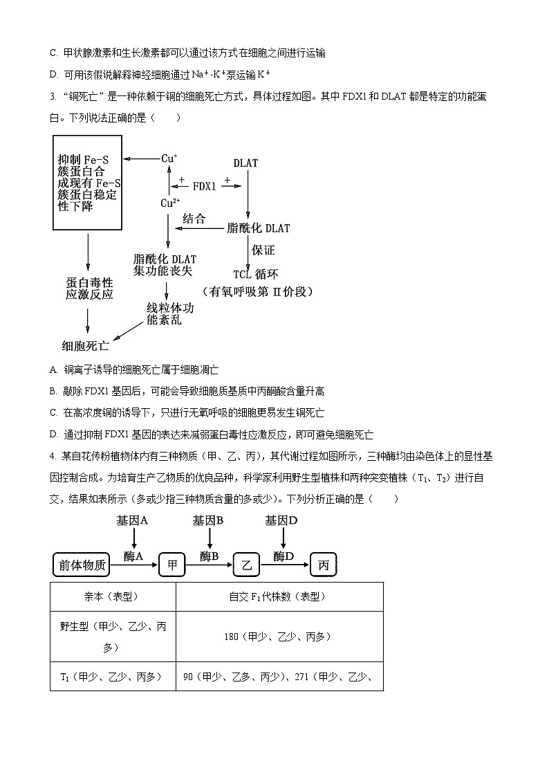 2024泰安高三下学期3月一轮检测（泰安一模）生物含解析02