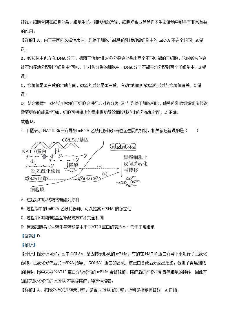 精品解析：2024届湖南省邵阳市高三下学期第二次联考生物试题（解析版）第3页