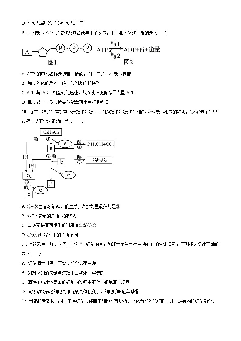 广西部分学校2023-2024学年高一下学期开学考试生物试卷（Word版含解析）第3页