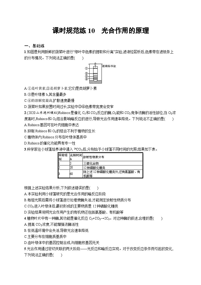 2025届高考生物一轮复习专项练习课时规范练10光合作用的原理（Word版附解析）第1页