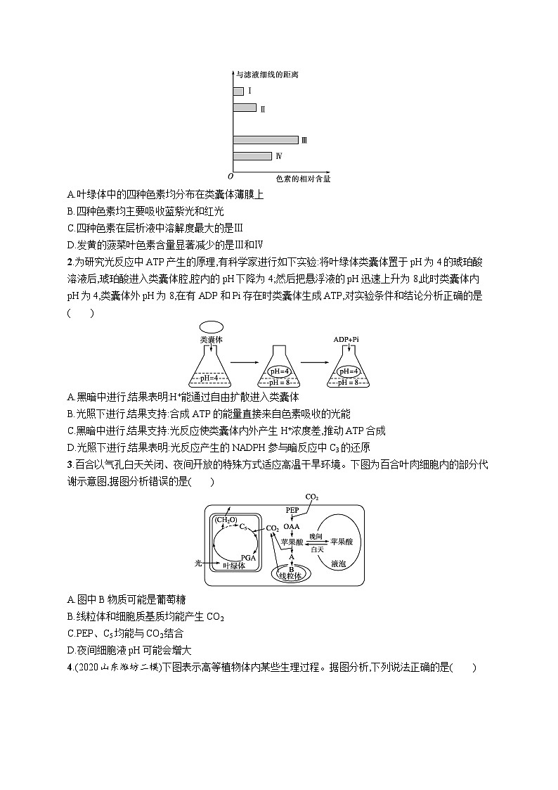 2025届高考生物一轮复习专项练习课时规范练10光合作用的原理（Word版附解析）第3页