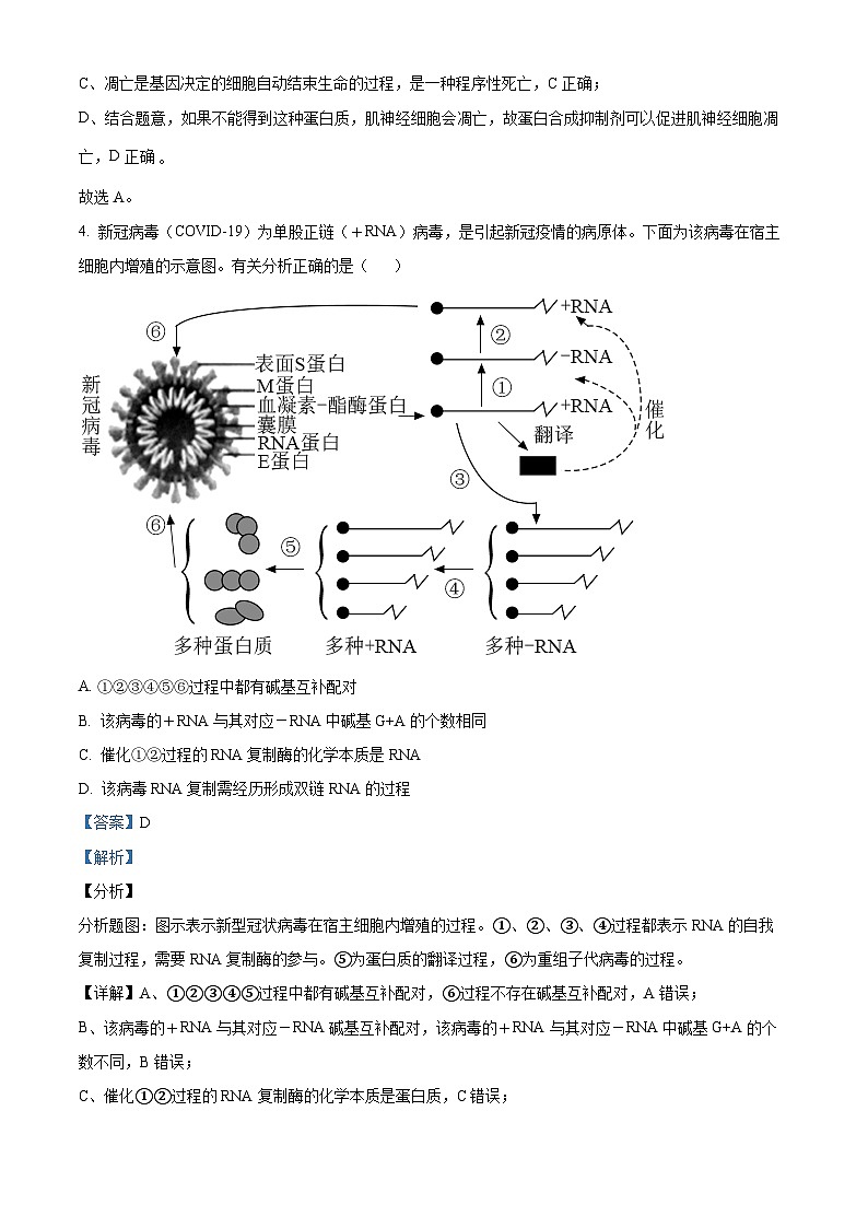 四川省内江市六中2023-2024学年高三下学期入学考试生物试题（Word版附解析）03