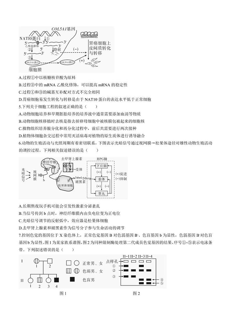 湖南省邵阳市2024届高三下学期二模生物试题 Word版含答案02