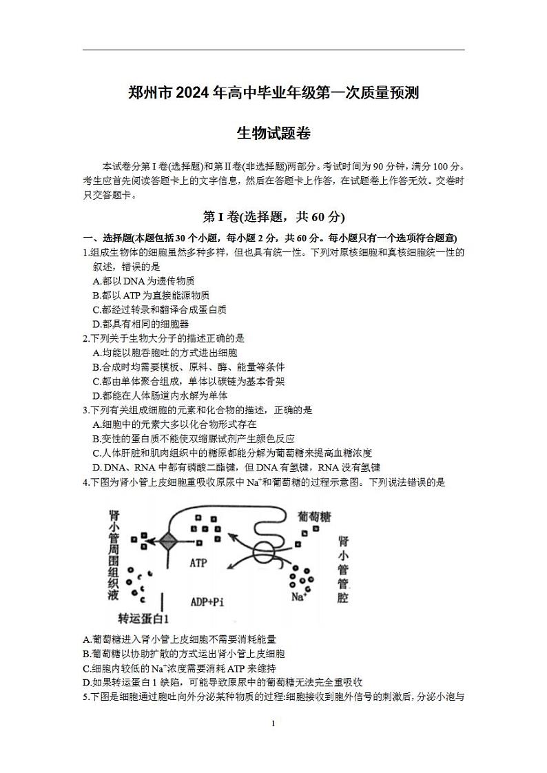 2024届河南省郑州市高三毕业班第一次质量预测（一模）生物试题第1页