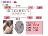 1.1传统发酵技术的应用课件-人教版（2019）选择性必修3
