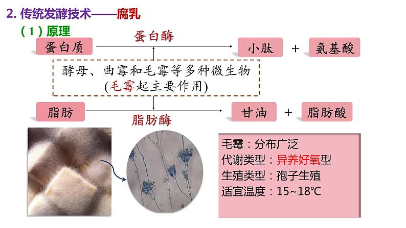 1.1传统发酵技术的应用课件-人教版（2019）选择性必修305